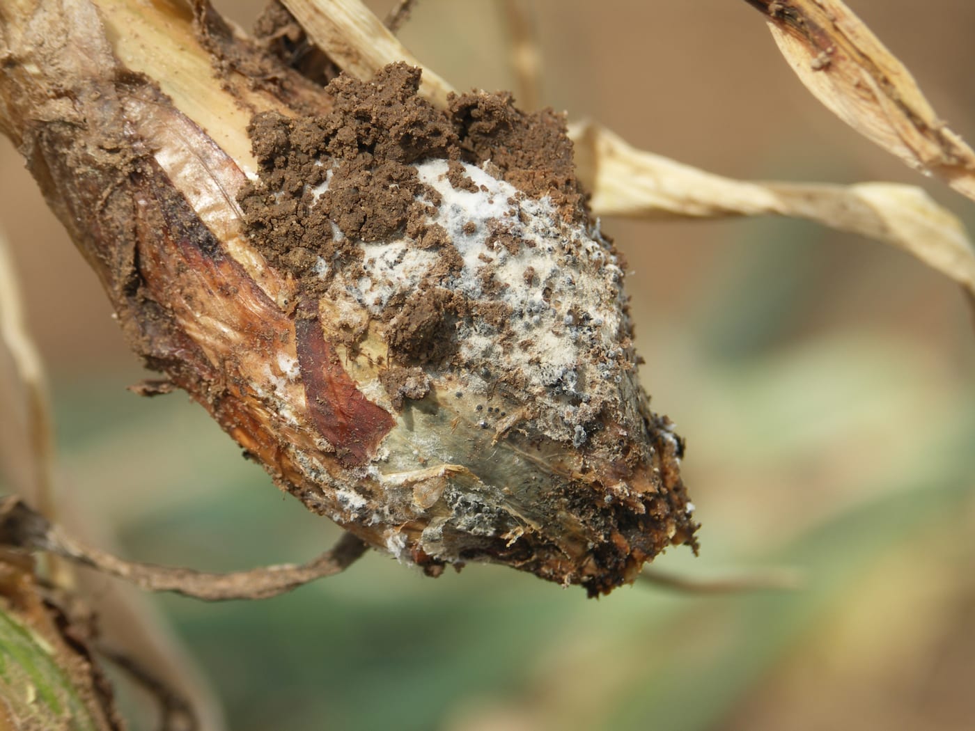 The base of an onion covered in white fluffy fungal growth studded with small black sclerotia.