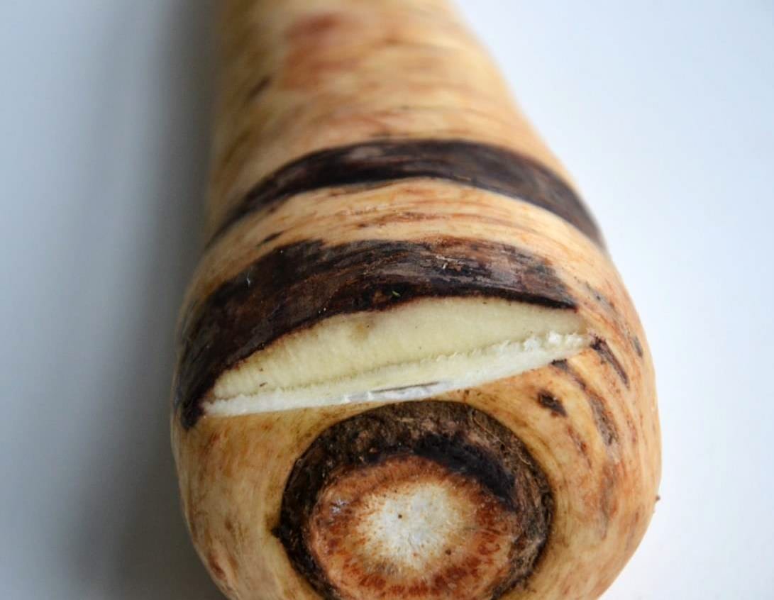 The shoulder of a parsnip ringed with dark brown-black cankered bands, with orange-brown rot around the crown.