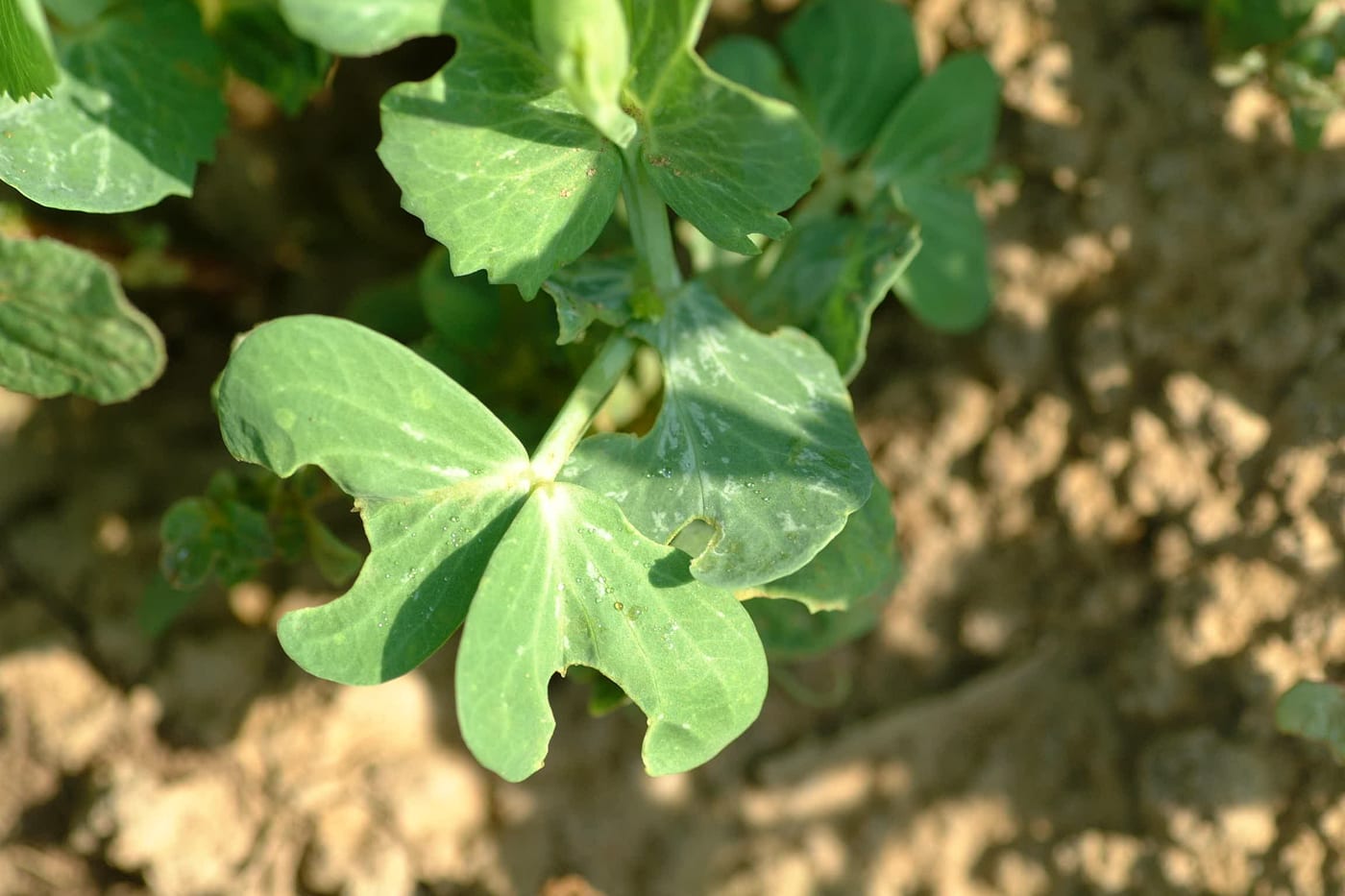 Pea leaves with characteristic notched, scalloped edges from adult weevil feeding.