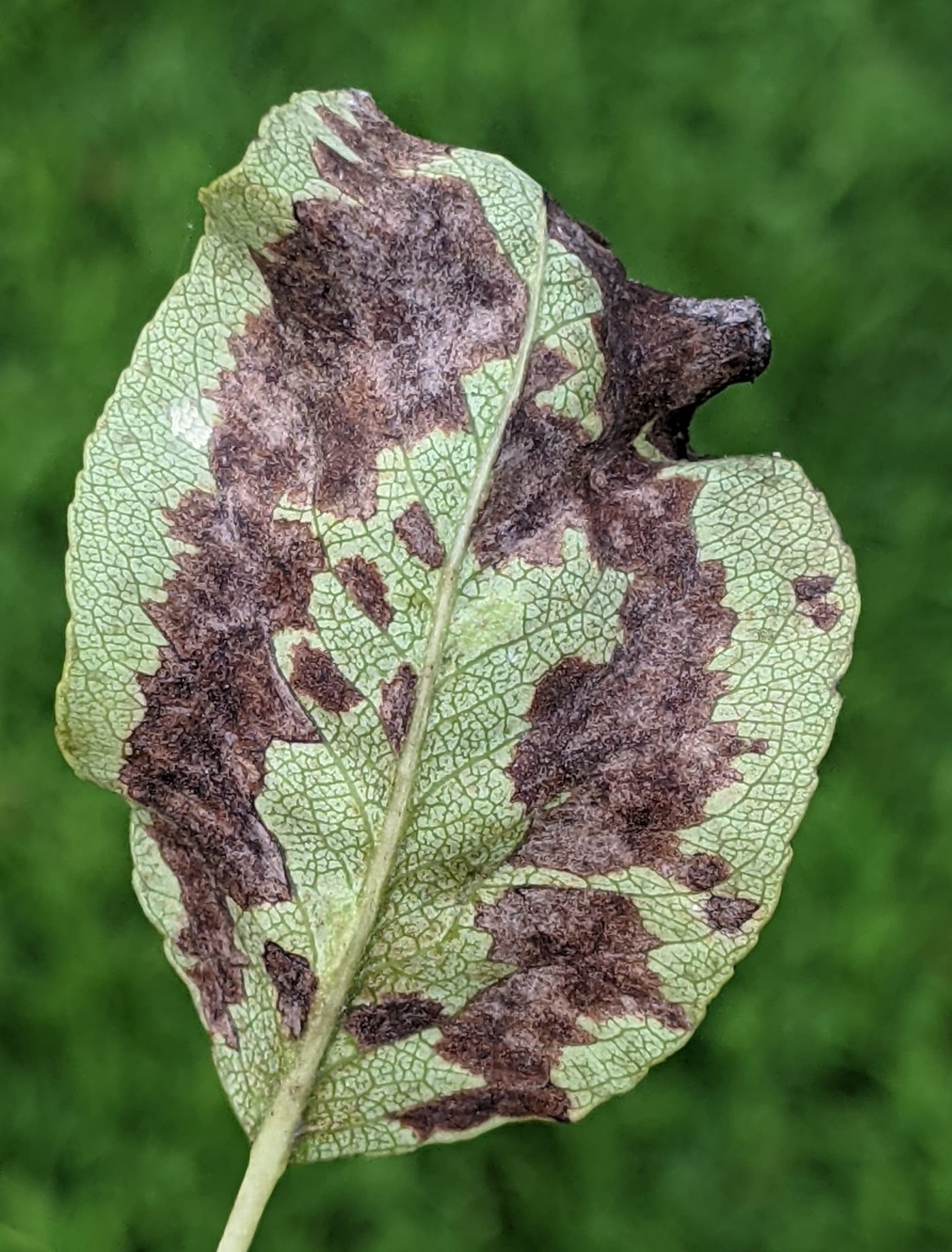 A pear leaf covered in dark blackish-brown blister patches caused by pear blister mite