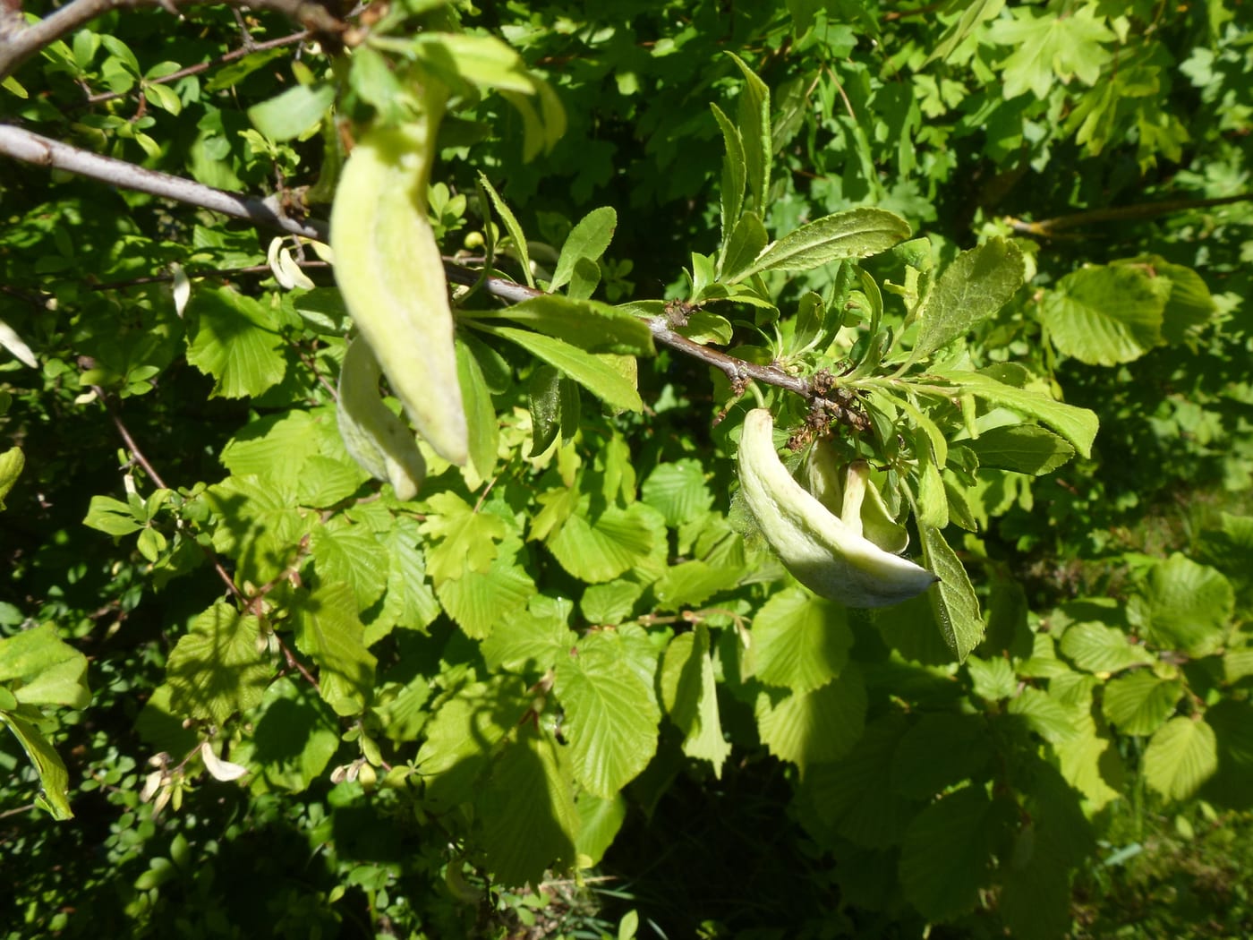 Elongated, hollow, pale-green pocket plum galls caused by Taphrina pruni hanging from a blackthorn branch