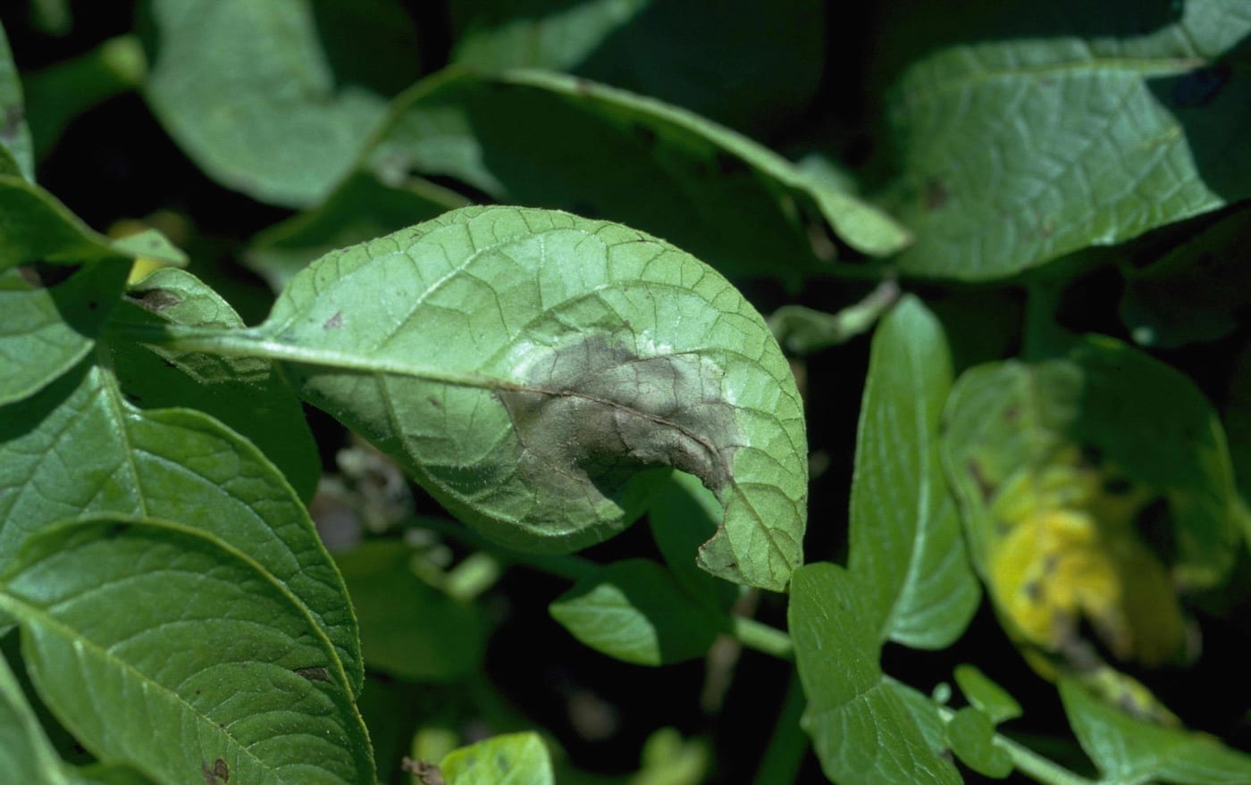 A potato leaf with a large dark brown blight lesion spreading from the leaf tip, the surrounding tissue yellowing.