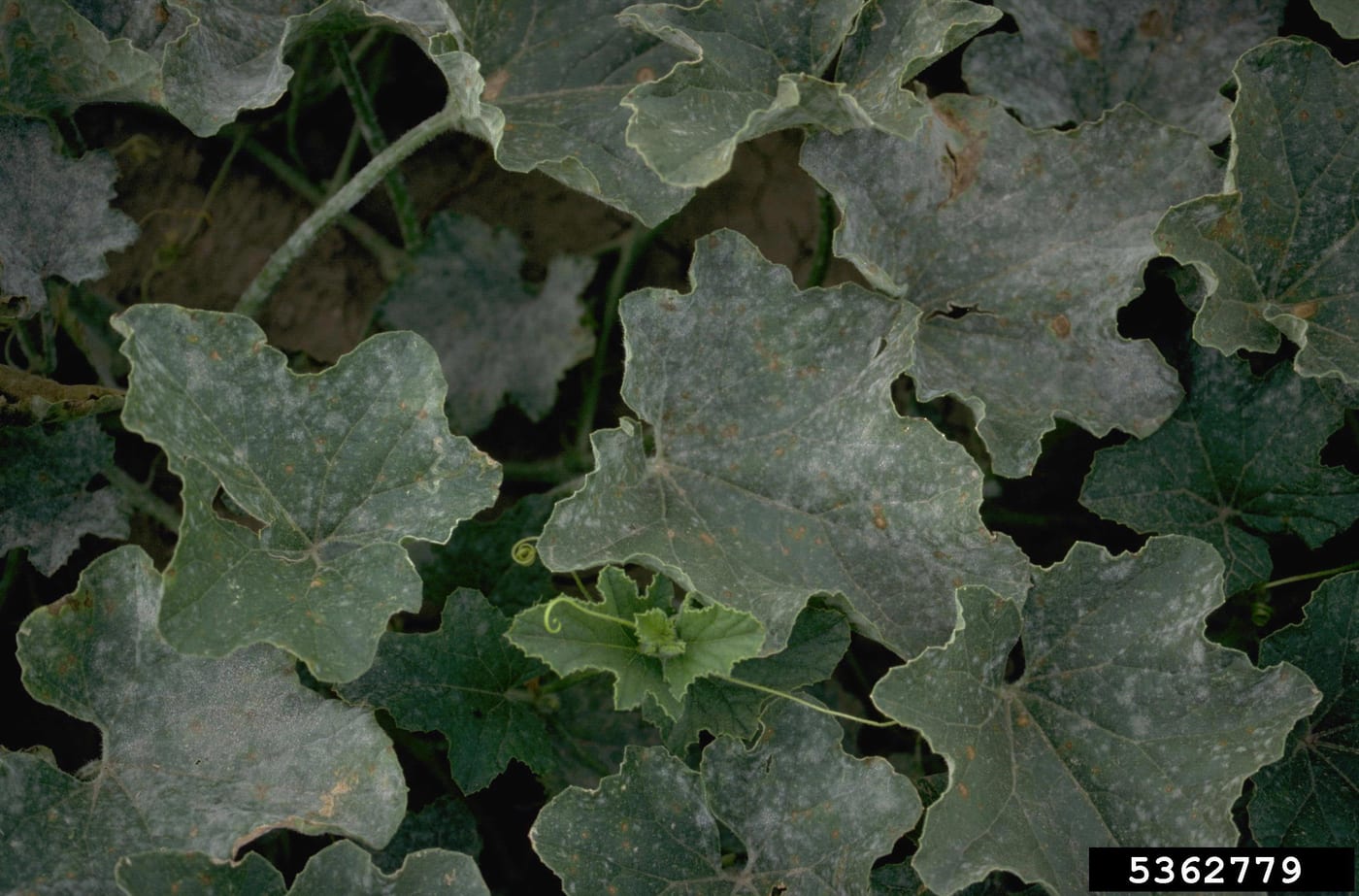 Melon leaves coated in a white-grey dusty bloom of powdery mildew.
