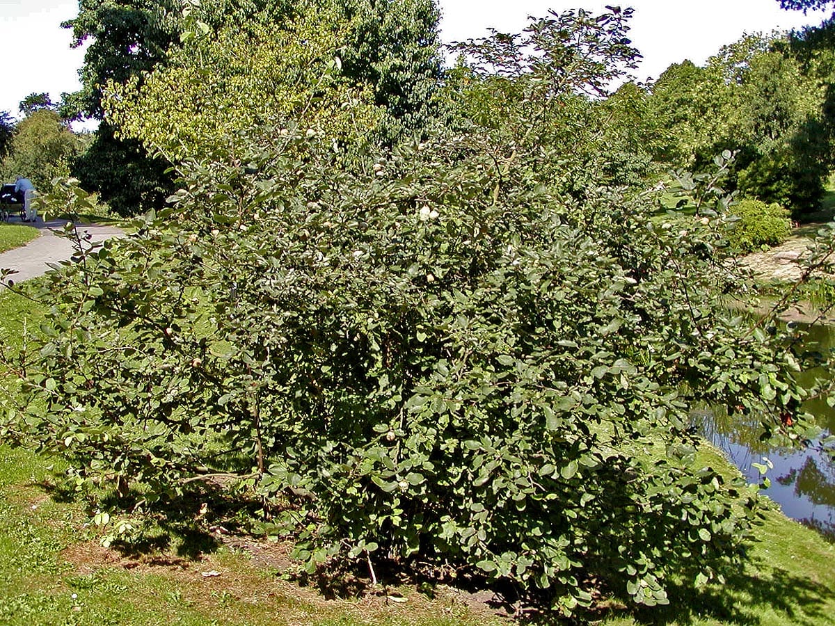 A healthy quince tree in leaf with pale yellow fruit visible, included to show the crop this disease affects — it does not show blight damage