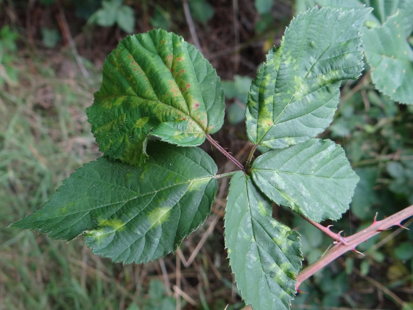 Raspberry leaflets showing yellow-green mottled mosaic patterning and reddish flecking, typical of raspberry mosaic virus