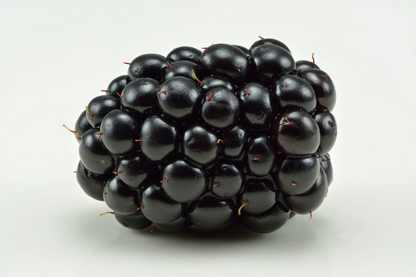 A single fully ripe blackberry, included to show the crop this mite affects — it does not show mite damage