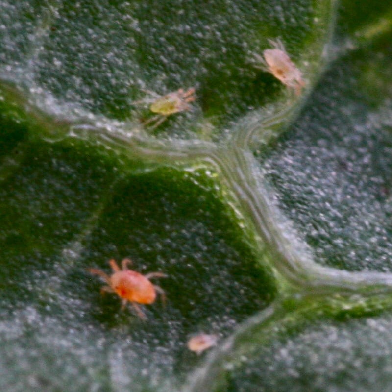 Several tiny red spider mites clustered on a leaf surface, next to pale stippling damage from their feeding.