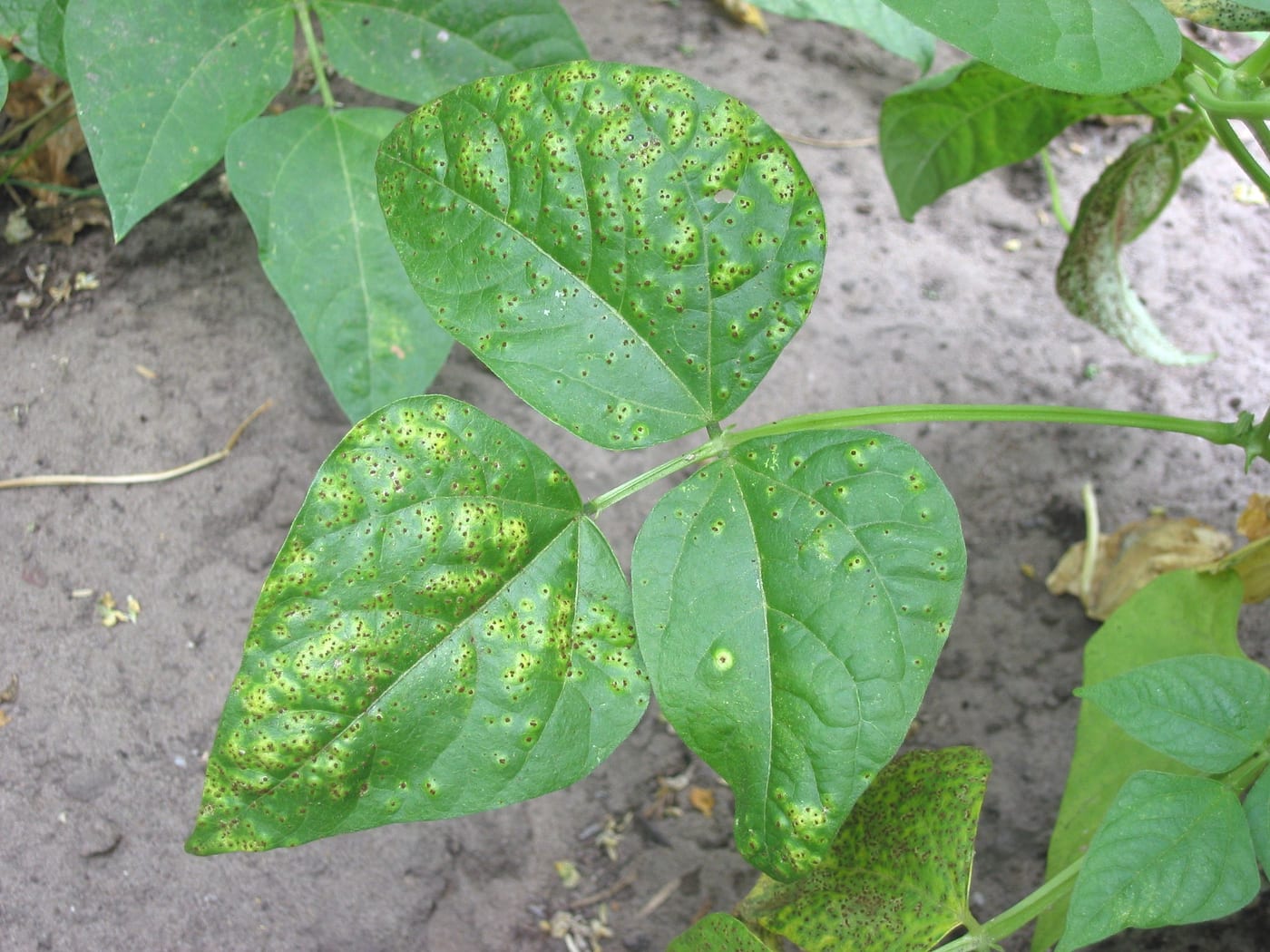 French bean leaves covered in small brown rust pustules, each surrounded by a pale yellow-green halo