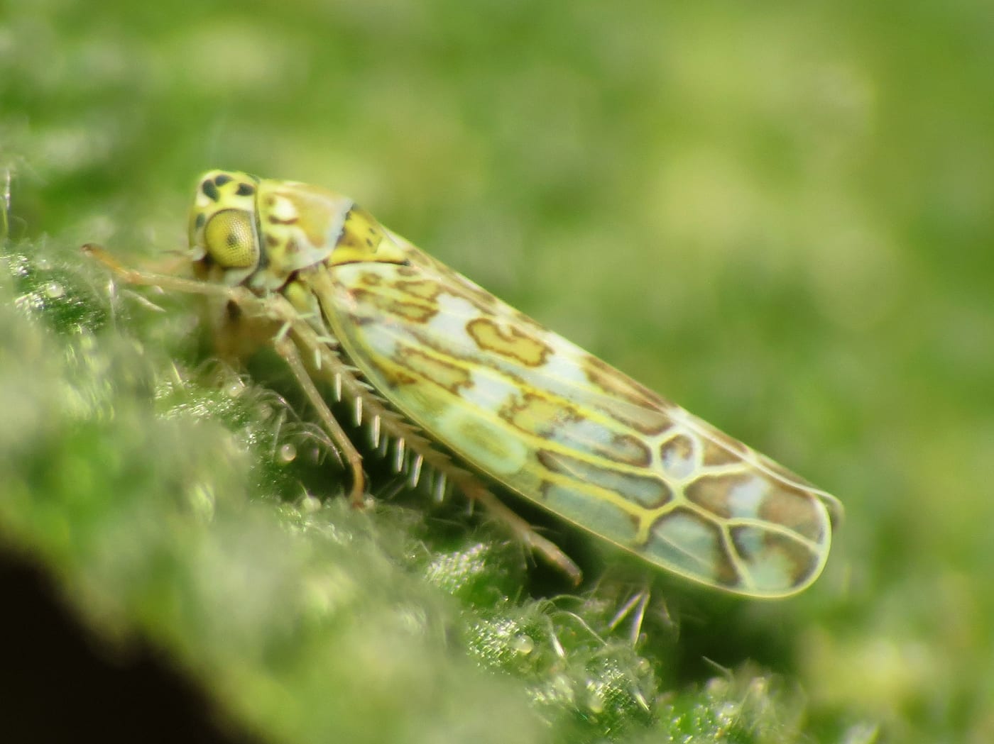 A pale green leafhopper with brown and black mottled markings resting on a leaf.