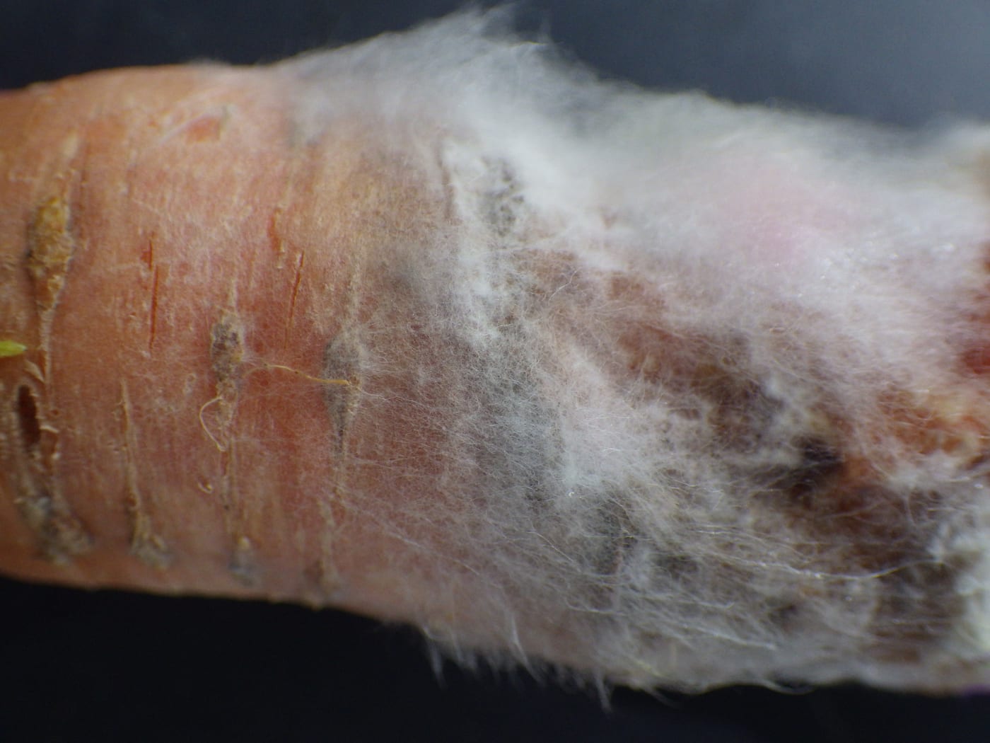 Dense white cottony Sclerotinia fungal growth spreading across the surface of an infected root vegetable, photographed on carrot; the same fungus produces near-identical symptoms on Jerusalem artichoke.