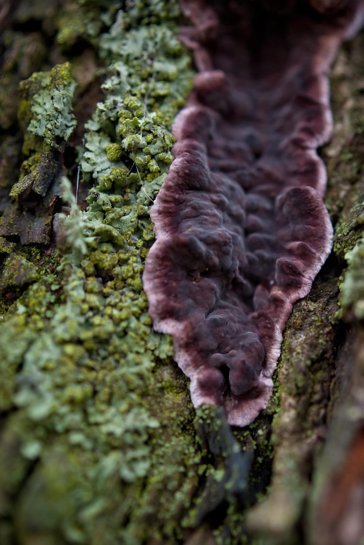A bracket-shaped silver leaf fungus growing on tree bark, with a purple-brown underside and pale edge.