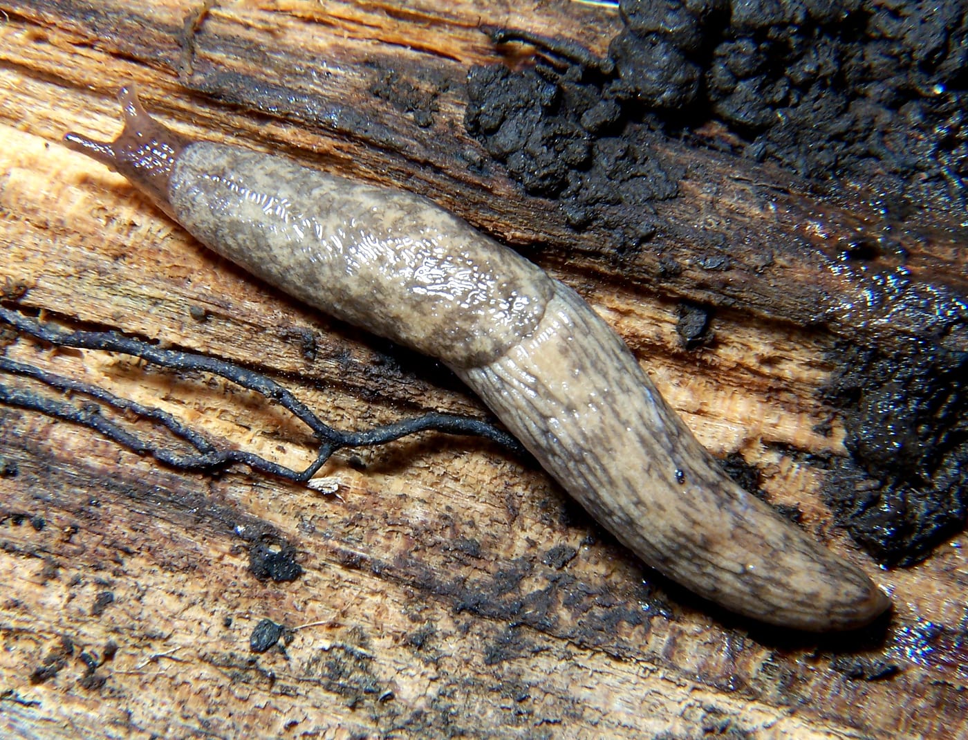 A grey field slug, mottled fawn and grey, crawling across damp wood — the pest this nematode targets, not the nematode itself.