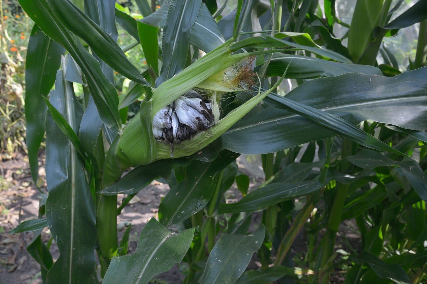A sweetcorn cob with a large greyish-white smut gall bursting open to reveal black powdery spores
