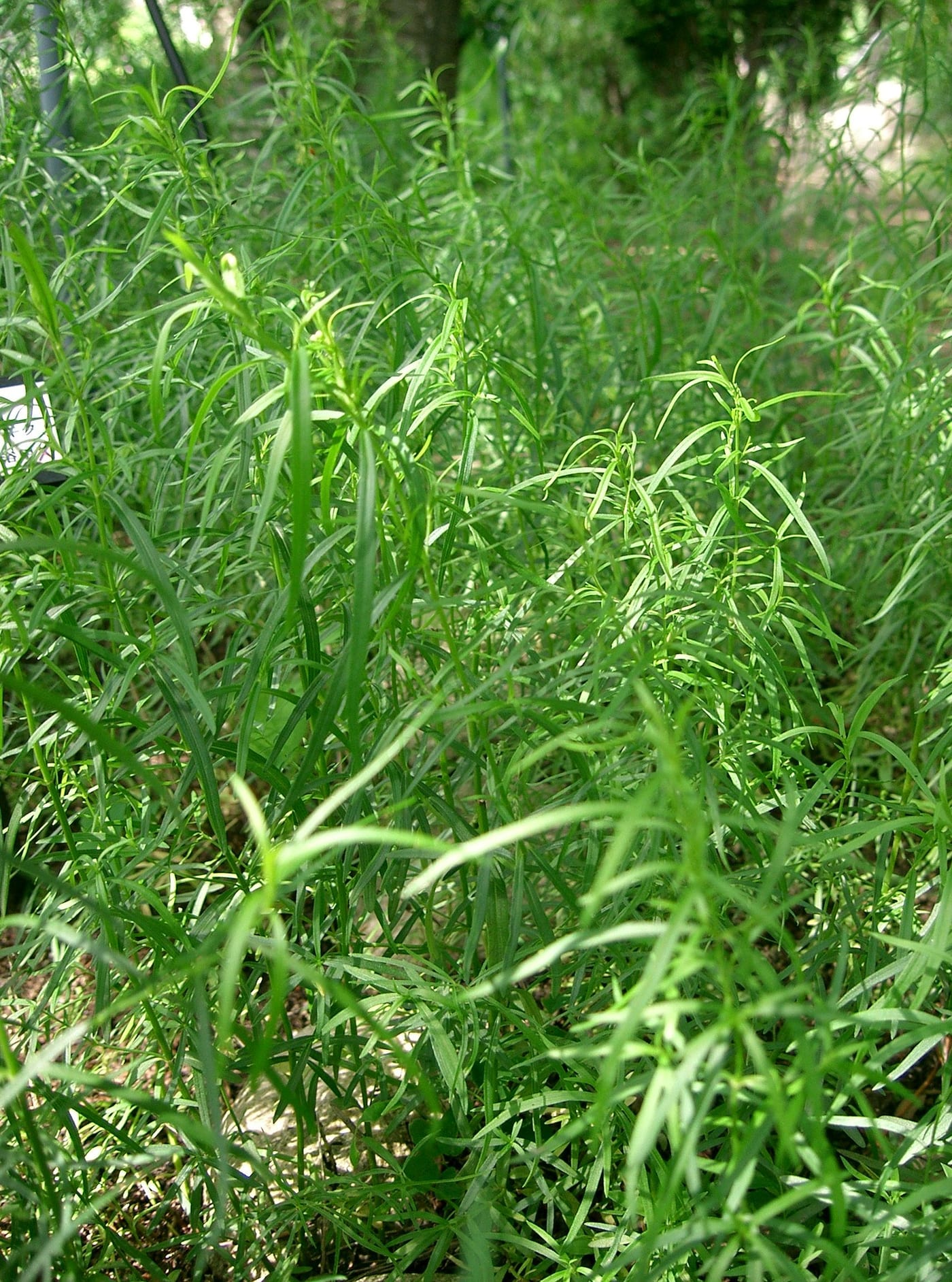 A bed of healthy tarragon plants with narrow green leaves, included to show the crop this rust affects — it does not show rust damage