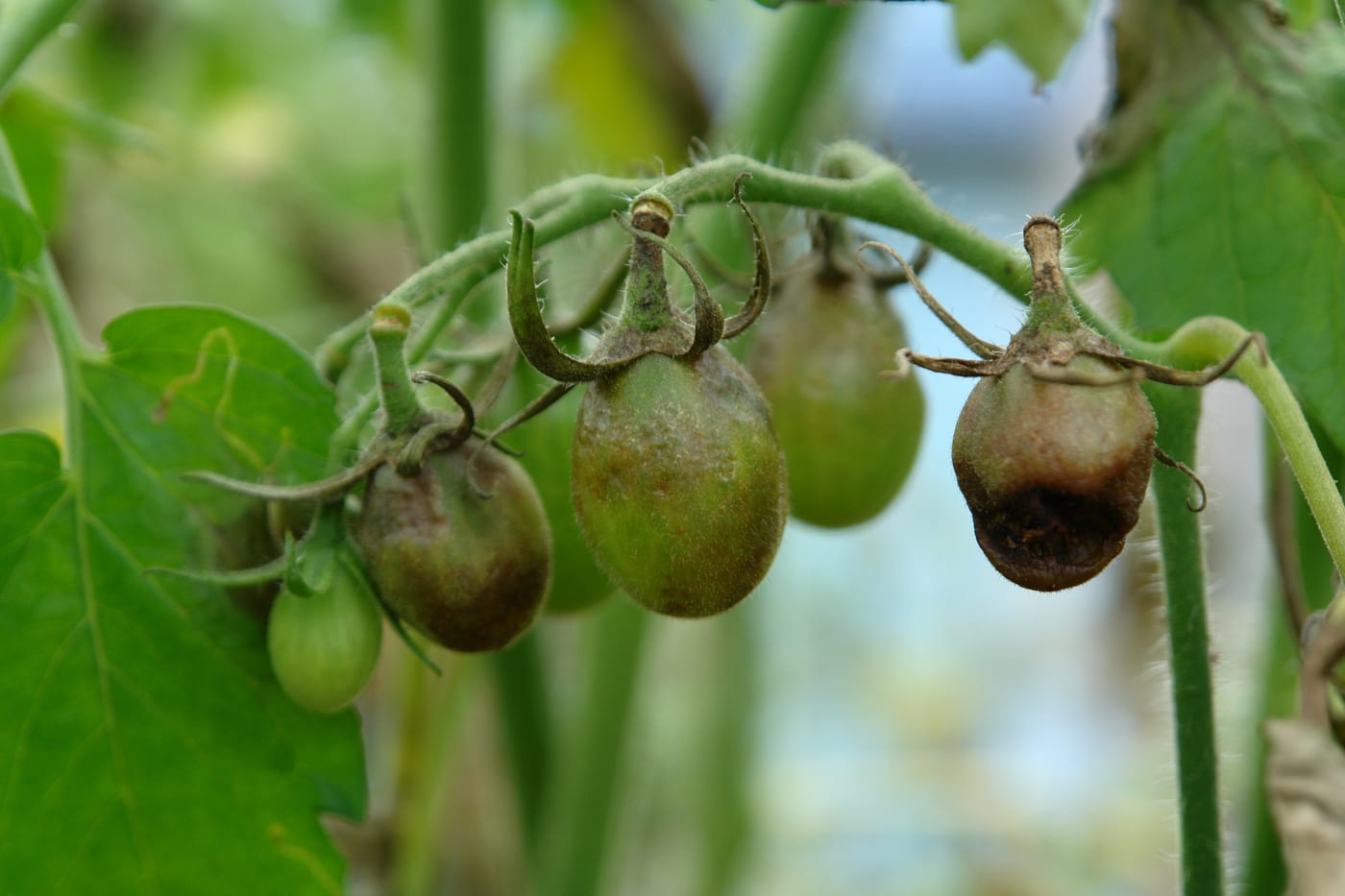 A truss of green tomatoes, several disfigured by large firm brown-black blotches of blight.