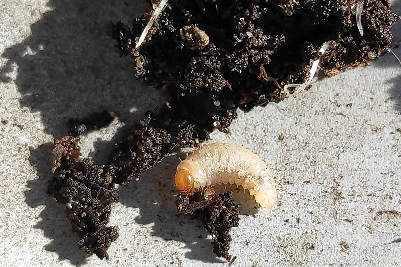 A plump C-shaped white vine weevil grub with a brown head, lying in dark compost — the pest this nematode targets, not the nematode itself.