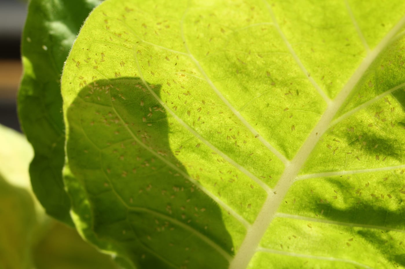 The underside of a leaf scattered with dozens of pale, flat, oval glasshouse whitefly nymphs — the pest Encarsia formosa targets, not the wasp itself.