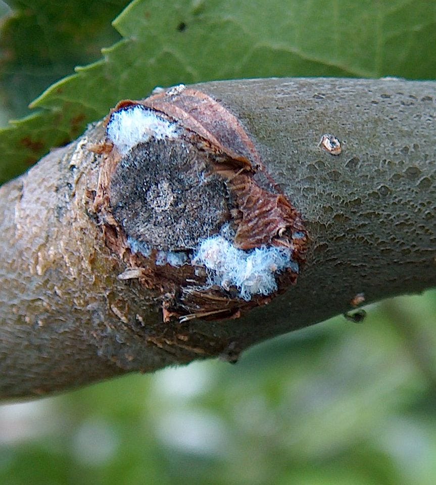A cluster of white, waxy, cotton-like woolly aphid colonies around a pruning wound on an apple branch.