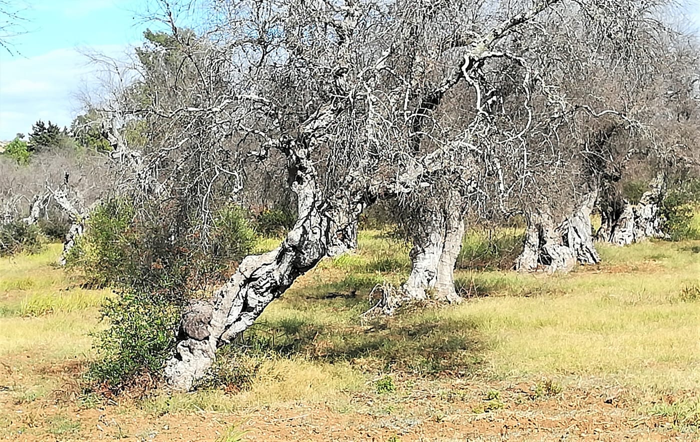 A devastated olive orchard near Gallipoli, Italy, with trees killed by Xylella fastidiosa (Olive Quick Decline Syndrome) — not a UK scene
