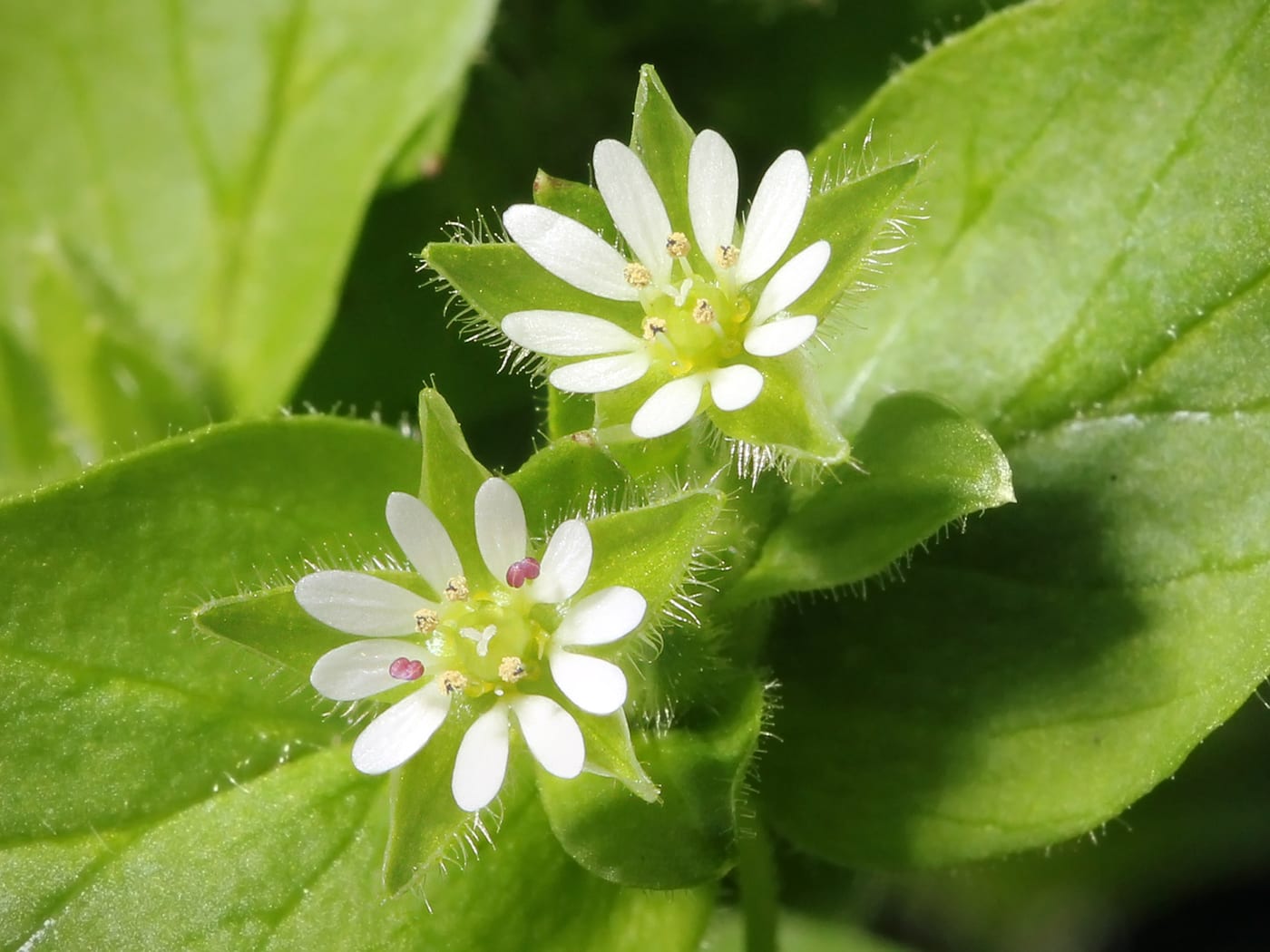 Chickweed with tiny white star-shaped flowers