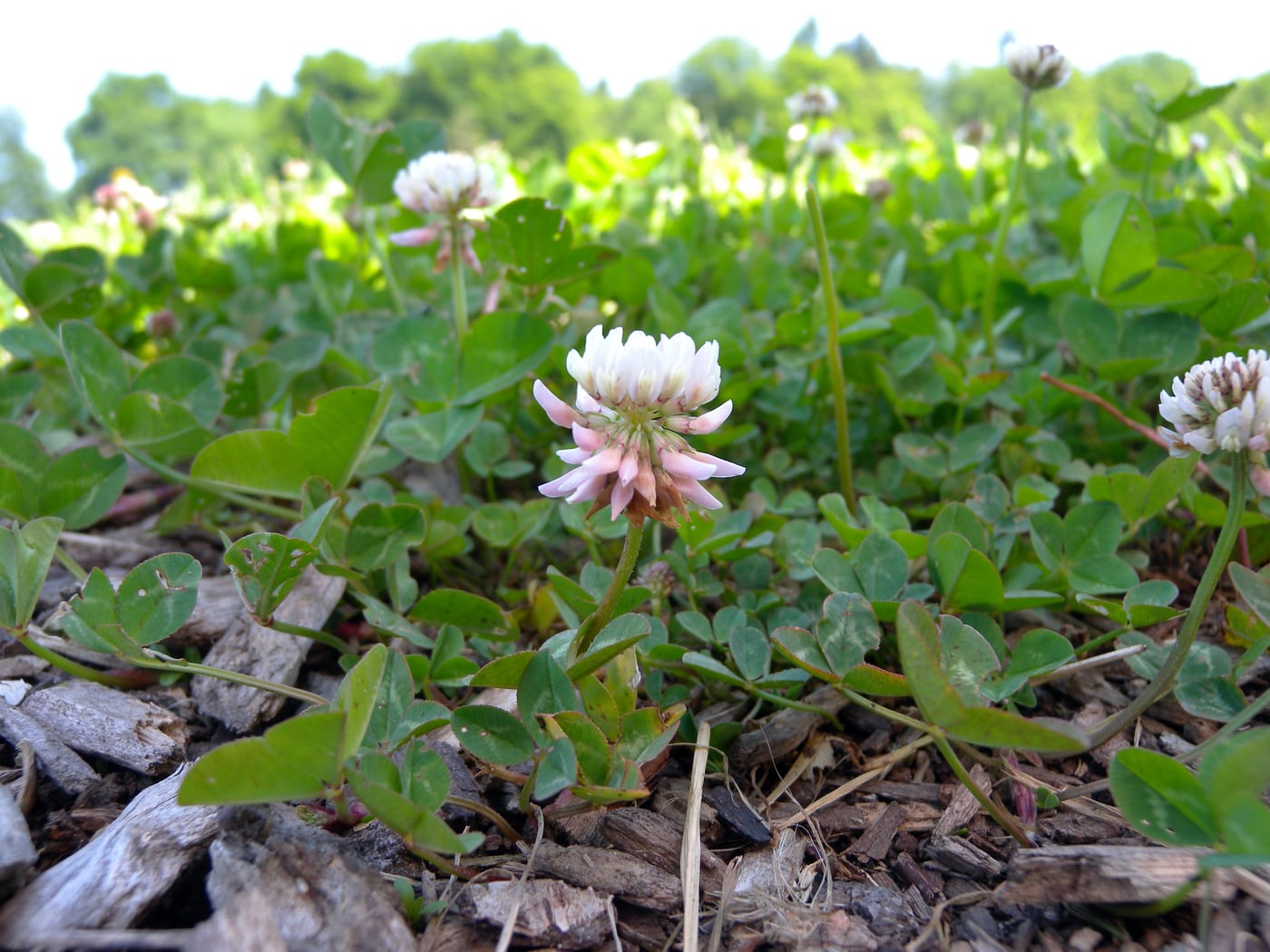 White clover flowers with trifoliate leaves