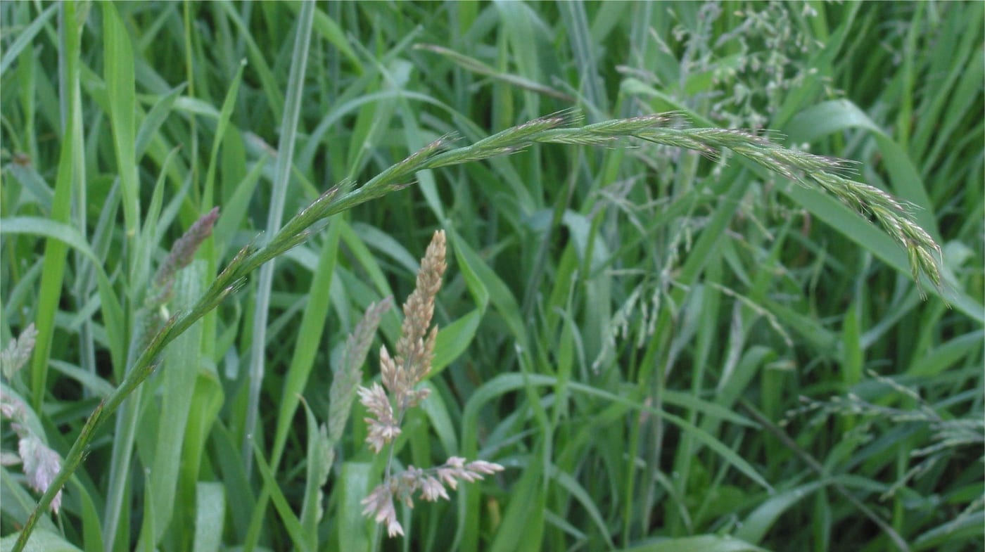 Couch grass flower spike among grass blades