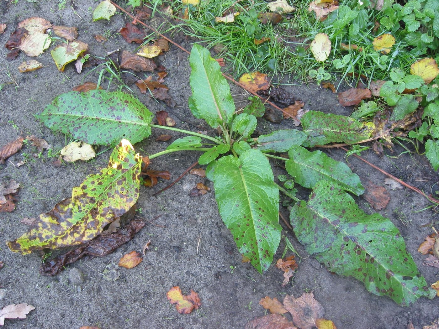 Broad-leaved dock showing large wavy-edged leaves