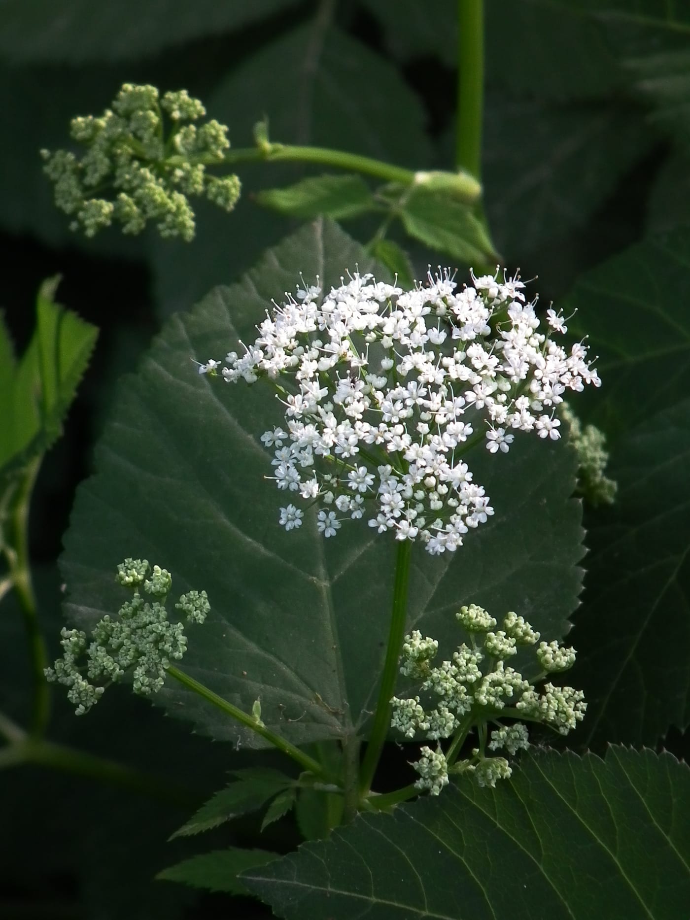 Ground elder with flat white flower umbels above toothed leaflets