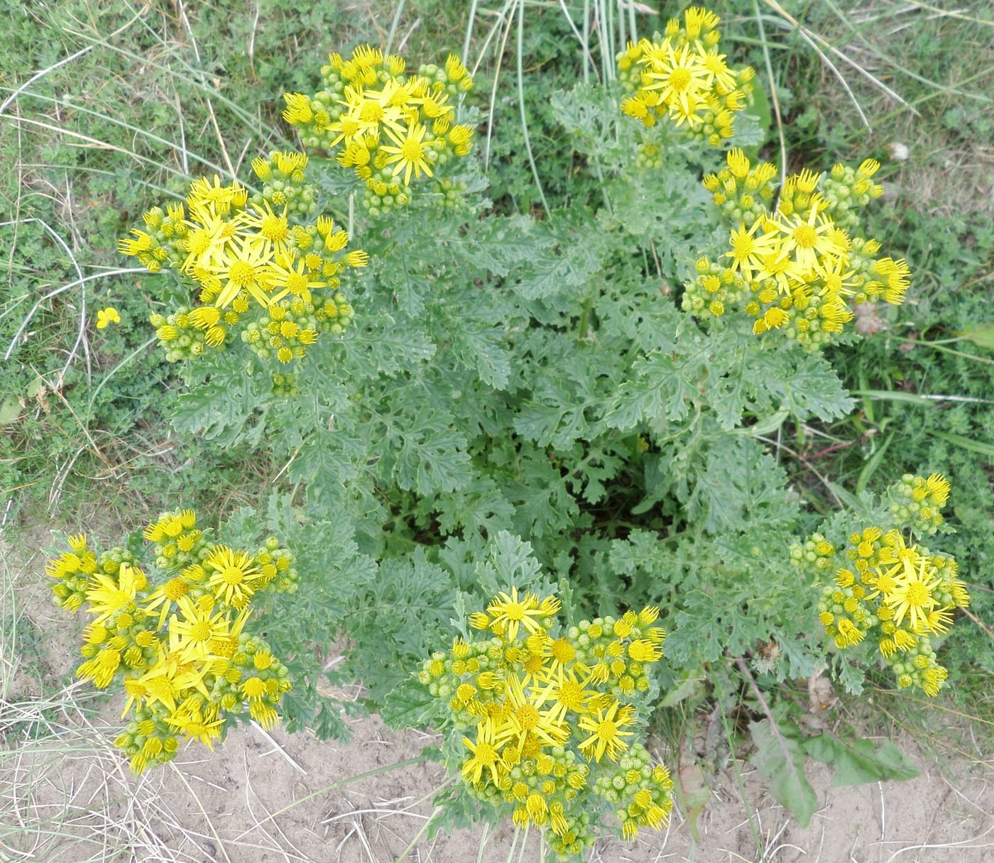 Ragwort with flat-topped yellow daisy-like flower clusters