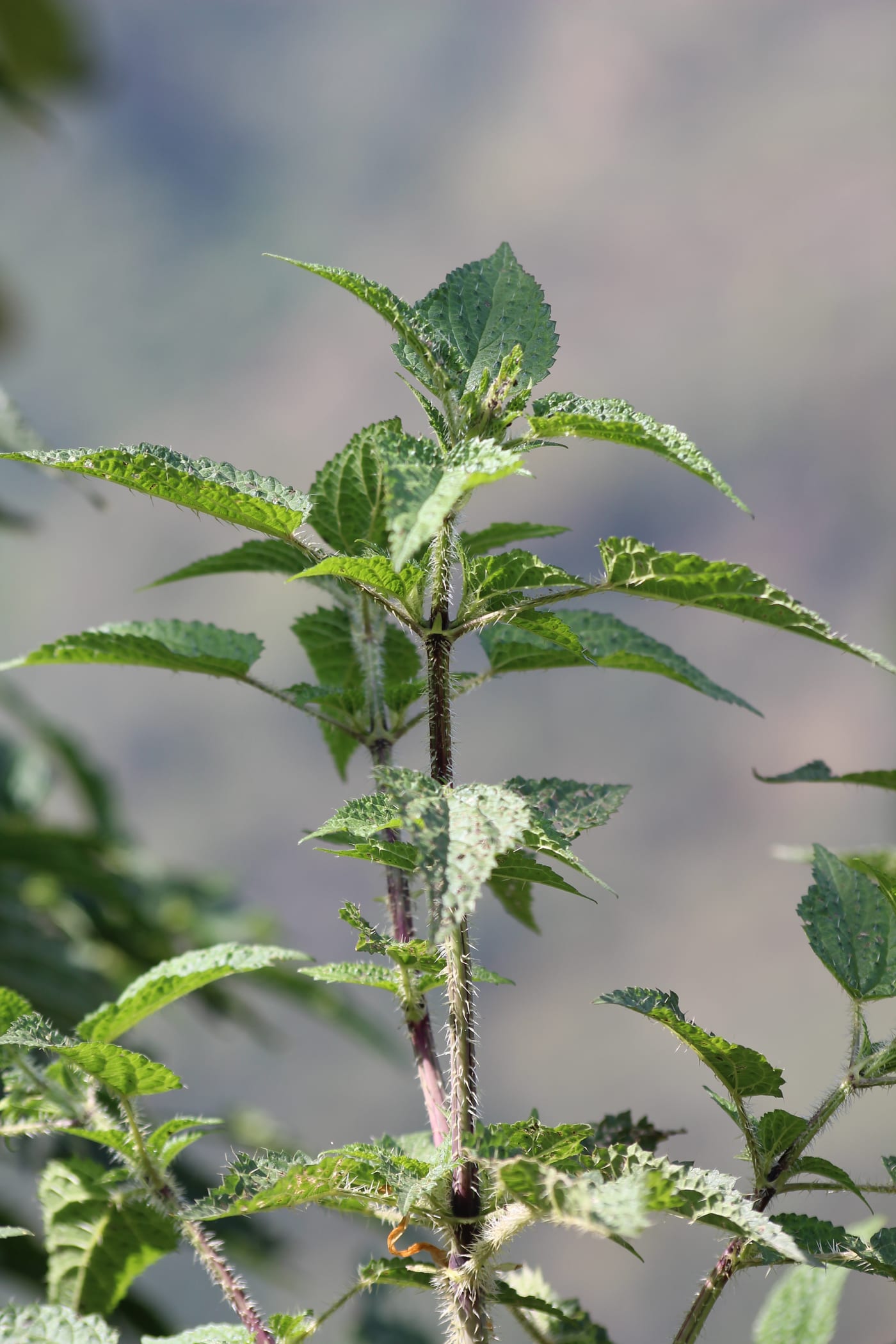 Stinging nettle showing toothed, heart-shaped leaves